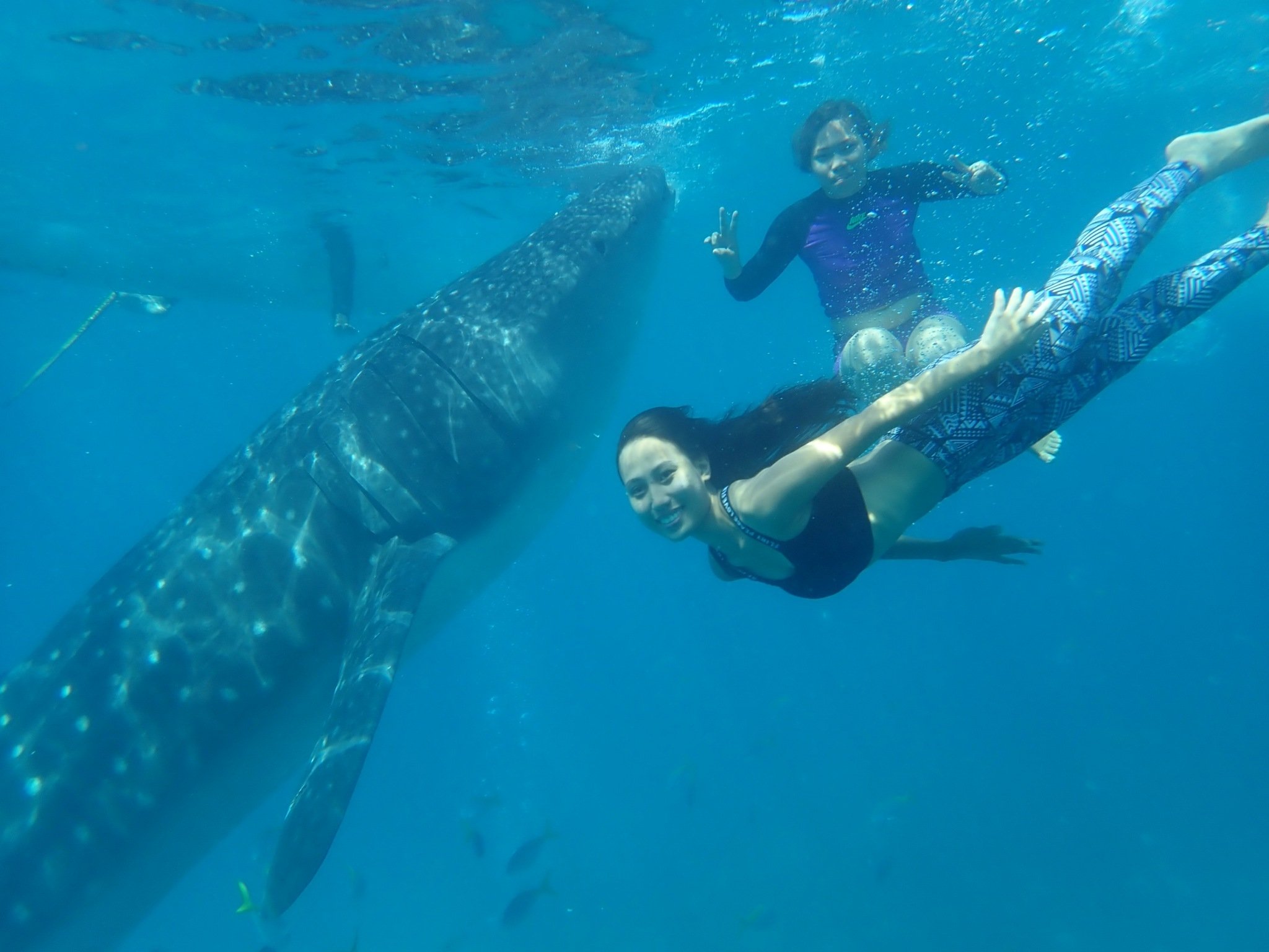 菲律賓遊學的學生進行潛水活動正在和鯨鯊互動